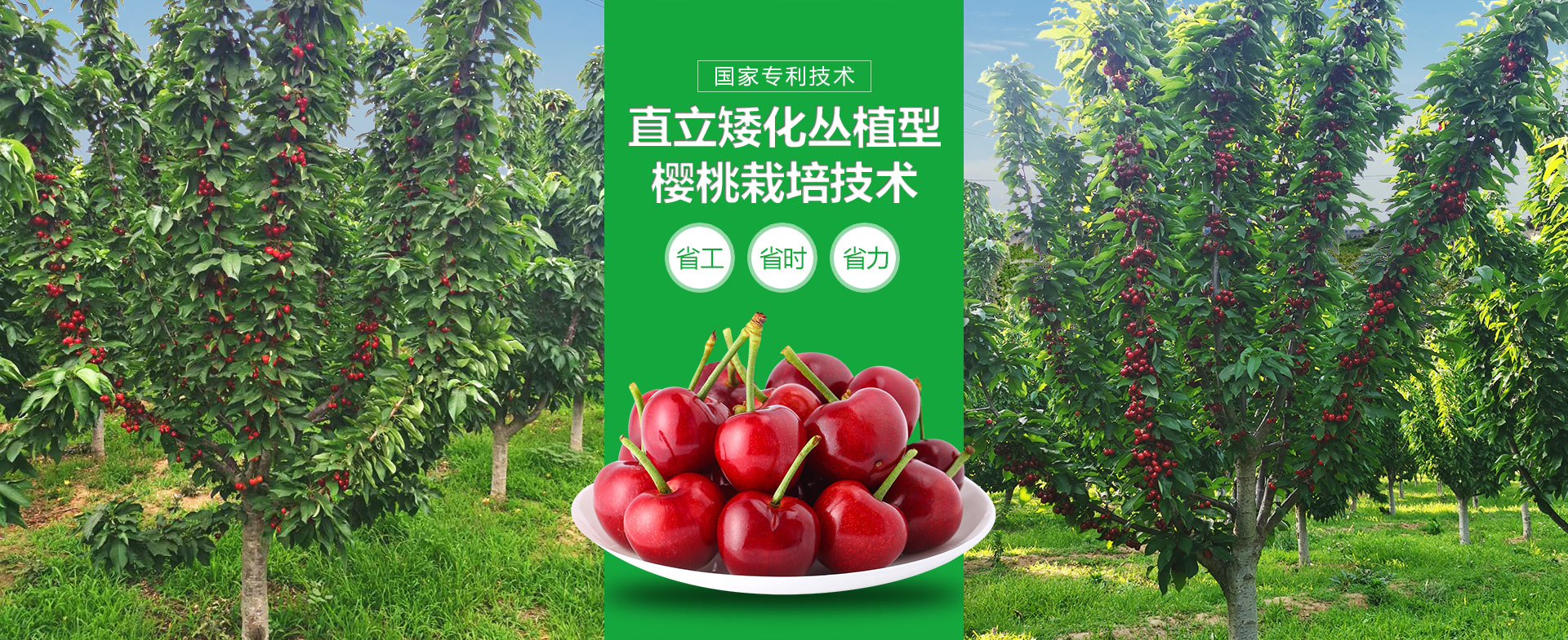 明轩樱桃种植（寿光）专业合作社