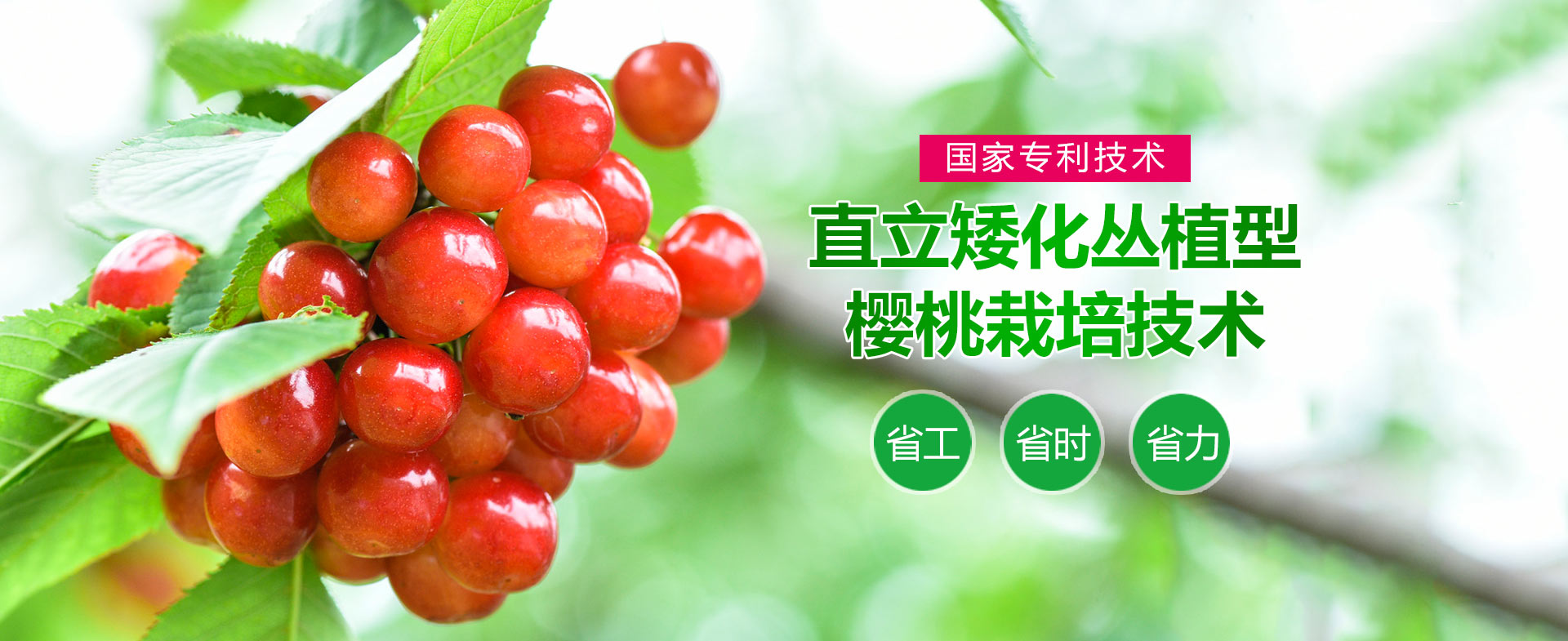 明轩樱桃种植（寿光）专业合作社