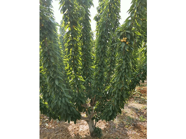 樱桃结果